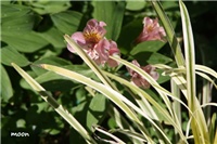 66f5fcca-IMG_0088 alstroemeria.jpg